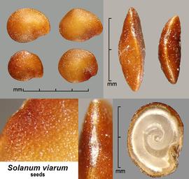   Seeds, embryo:   Solanum viarum ; Photo by J. Scher, Federal Noxious Weed Disseminules of the US
